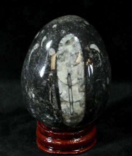 Polished Fossil Orthoceras (Cephalopod) Egg #23756